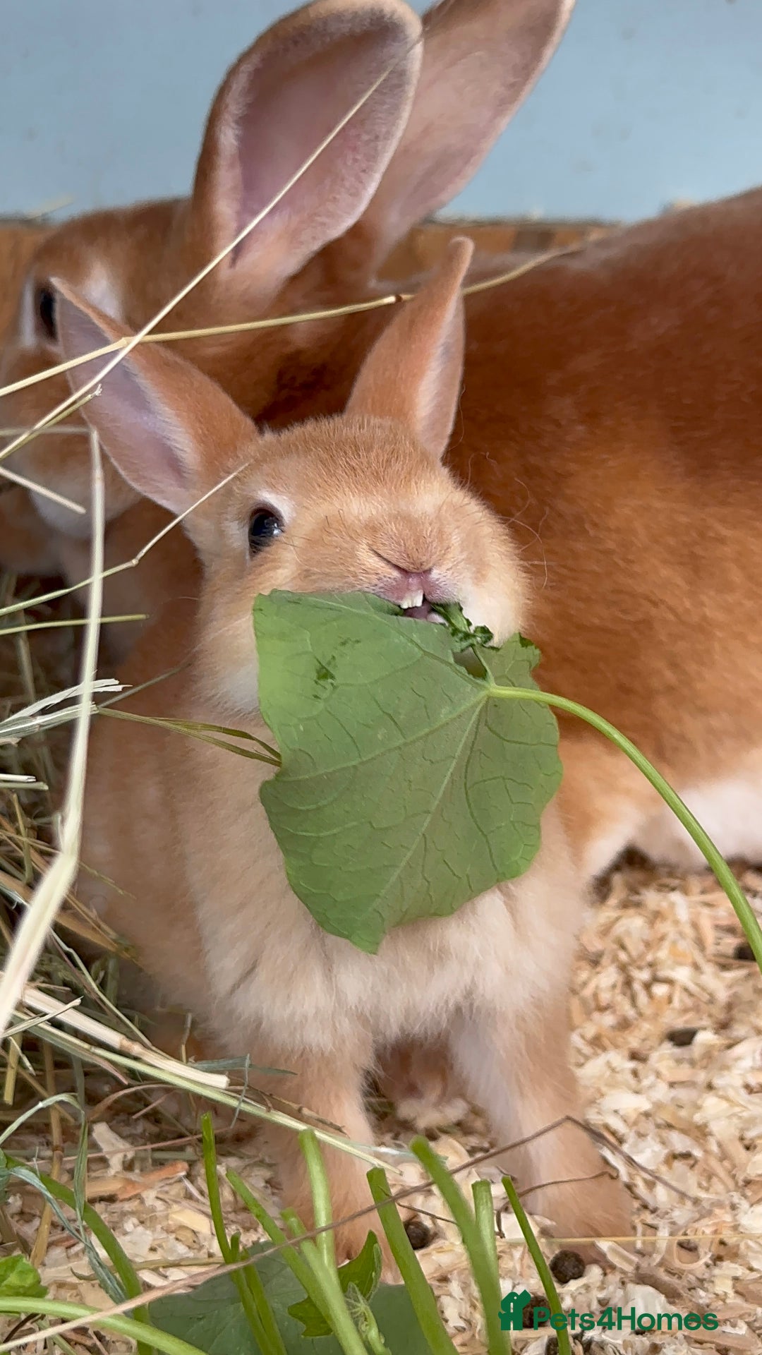 Rex rabbits for sale: 2 show quality beautiful mini Rex orange bucks - Image 4