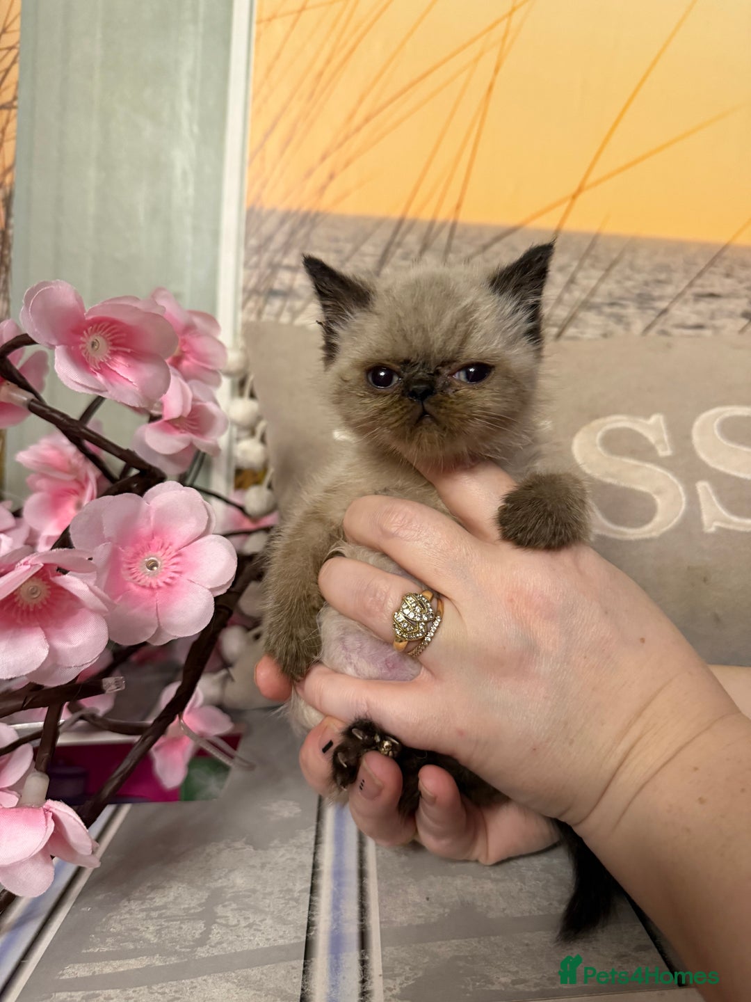 Persian cats for sale: Persians colour point  - Image 14
