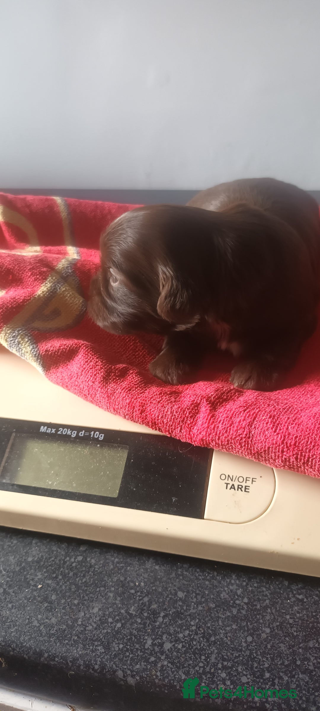 Shihpoo dogs for sale: Shihpoo puppies for sale. - Image 3