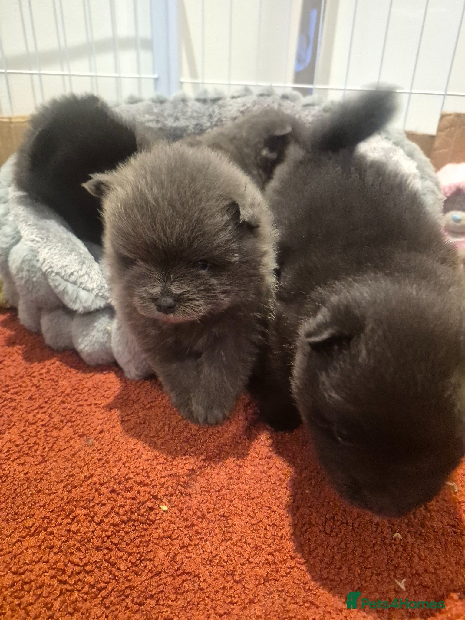 Pomeranian dogs Mini pomeranian puppies Russian bloodlines - Advert 4