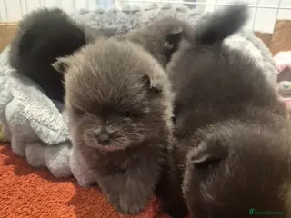 Pomeranian dogs Mini pomeranian puppies Russian bloodlines - Advert 4