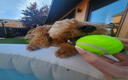 Cockapoo dogs for sale: Teddy / Ted / Tedwyn 🧸   - Image 6