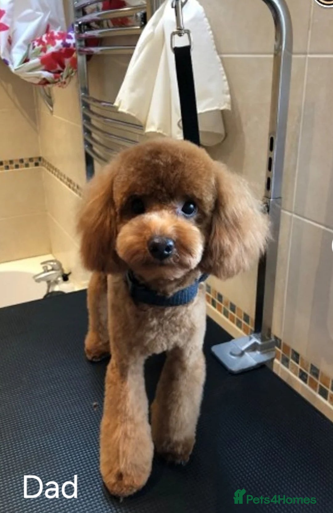 Cockapoo dogs for sale: Gorgeous Red Cockapoo Girl Puppy For Sale  - Image 9