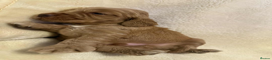 Cocker Spaniel Puppy 4