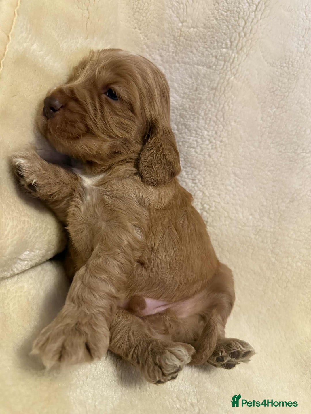 Cocker Spaniel dogs for sale: Adorable Show Cockers - Image 13