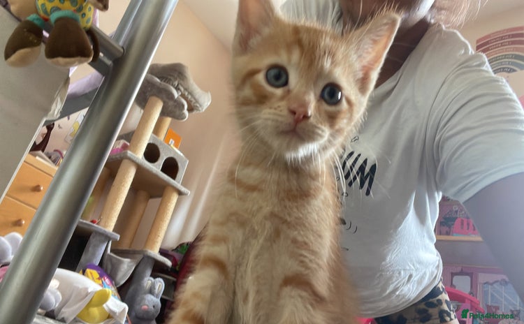 Domestic Shorthair cats - Advert 1