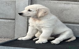Golden Retriever dogs for sale: Stunning Puppies Ready Now (Updated pics) - Image 26