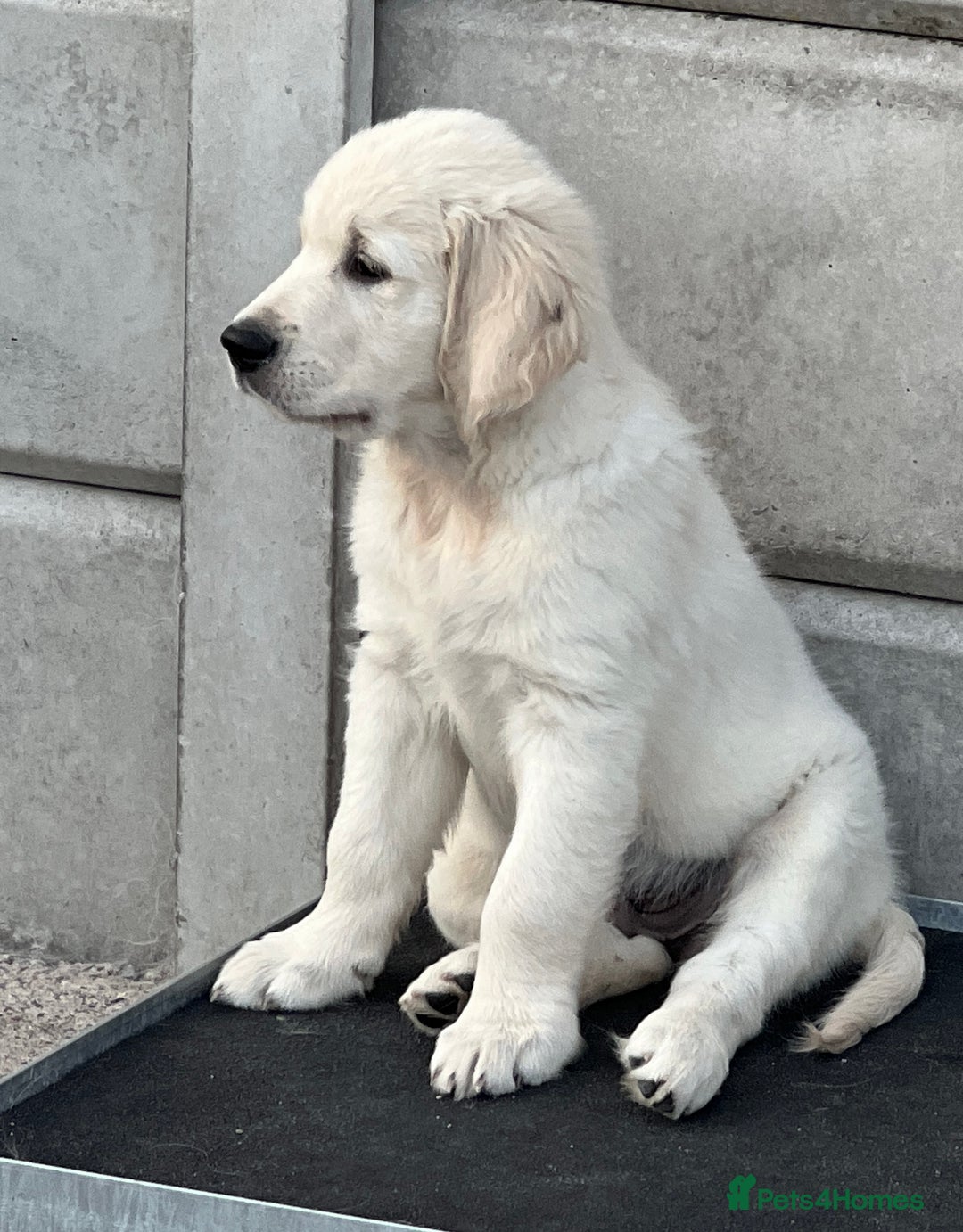 Golden Retriever dogs for sale: Stunning Puppies Ready Now (Updated pics) - Image 26