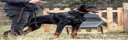 Dobermann dogs for sale: Dobermann pups - Advert 15