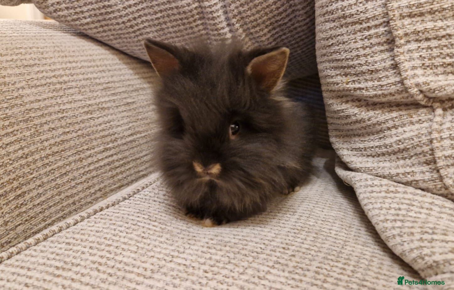 Lionhead rabbits Purebred Lionheads for sale - Advert 1