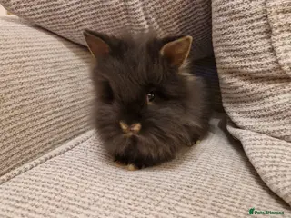 Lionhead rabbits Purebred Lionheads for sale - Advert 1