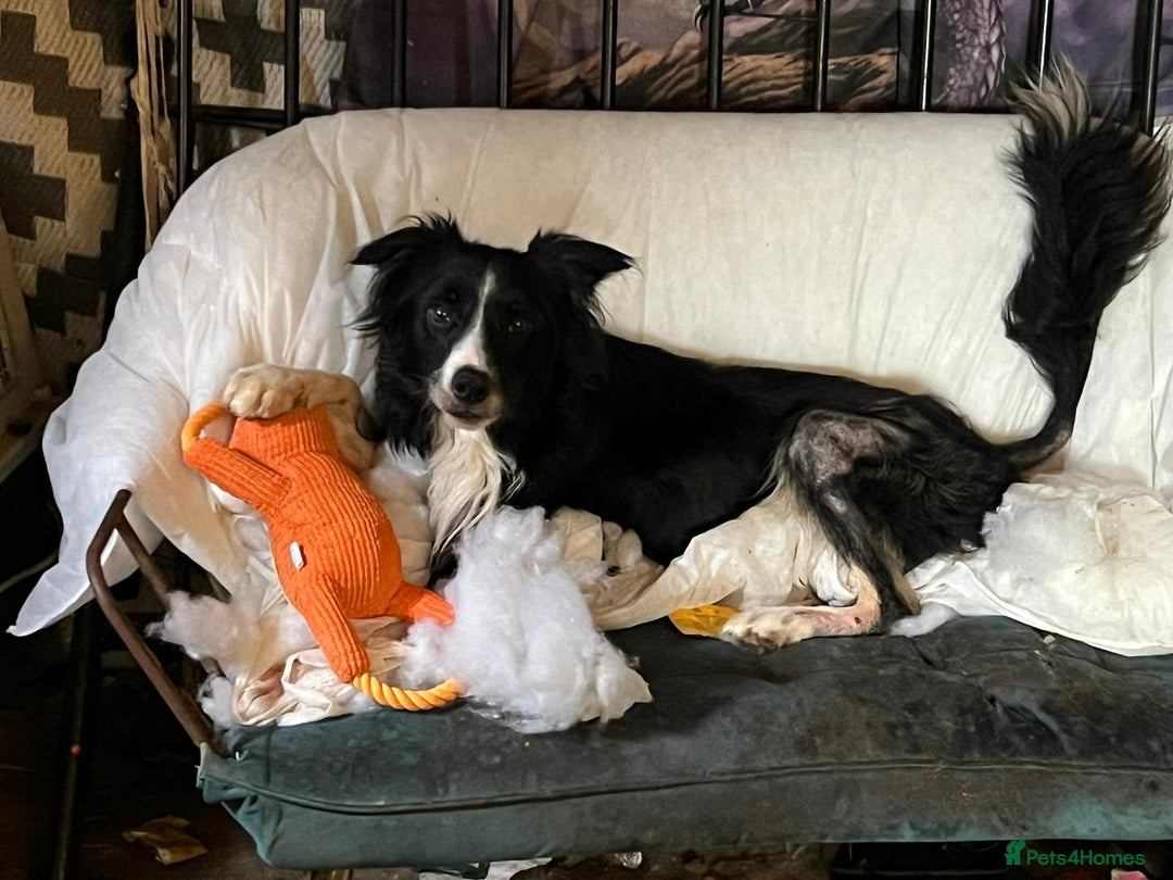 Border Collie dogs for adoption: Meet LOKI !  He desperately needs a Loving Home ! - Image 13