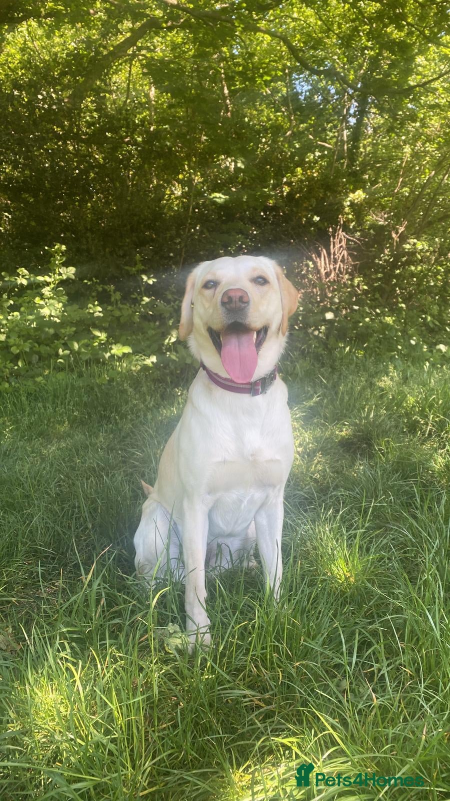 Labradoodle dogs Happy and healthy labradoodle puppies - Advert 17