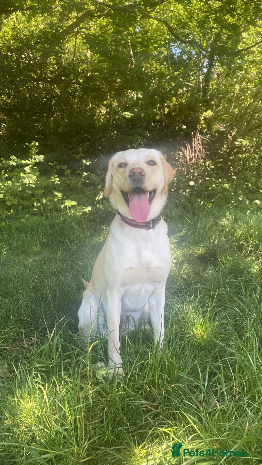 Labradoodle dogs for sale: Happy and healthy labradoodle puppies - Advert 1