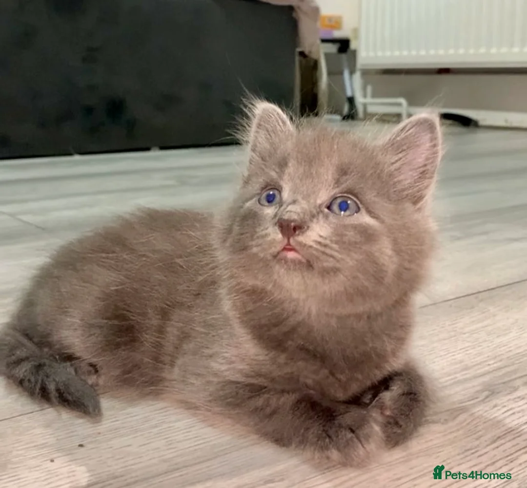 British Longhair cats for sale: Beautiful kitten - Advert 2