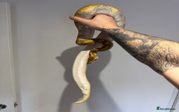 Python Snake reptiles for sale: Various Royal/ Ball pythons - Image 11