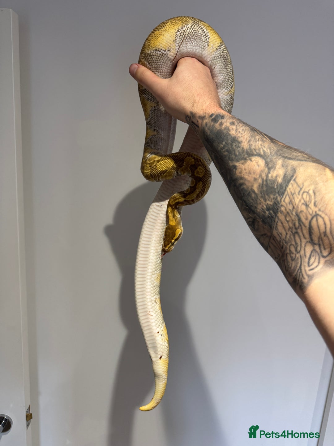 Python Snake reptiles for sale: Various Royal/ Ball pythons - Image 11