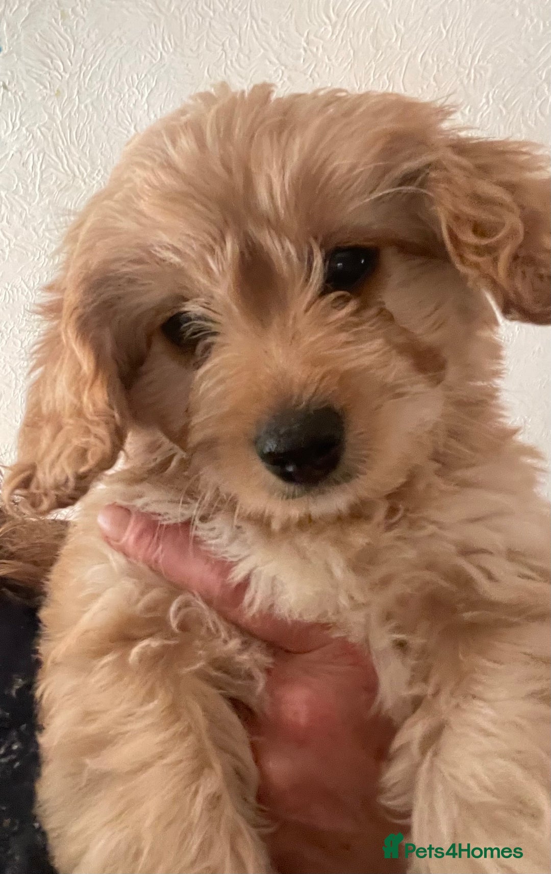 Mixed Breed dogs for sale: Toy Cockapoo puppies - Image 5