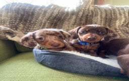 Miniature Dachshund dogs for sale: True miniature smooth coat dachshund puppies  - Image 4