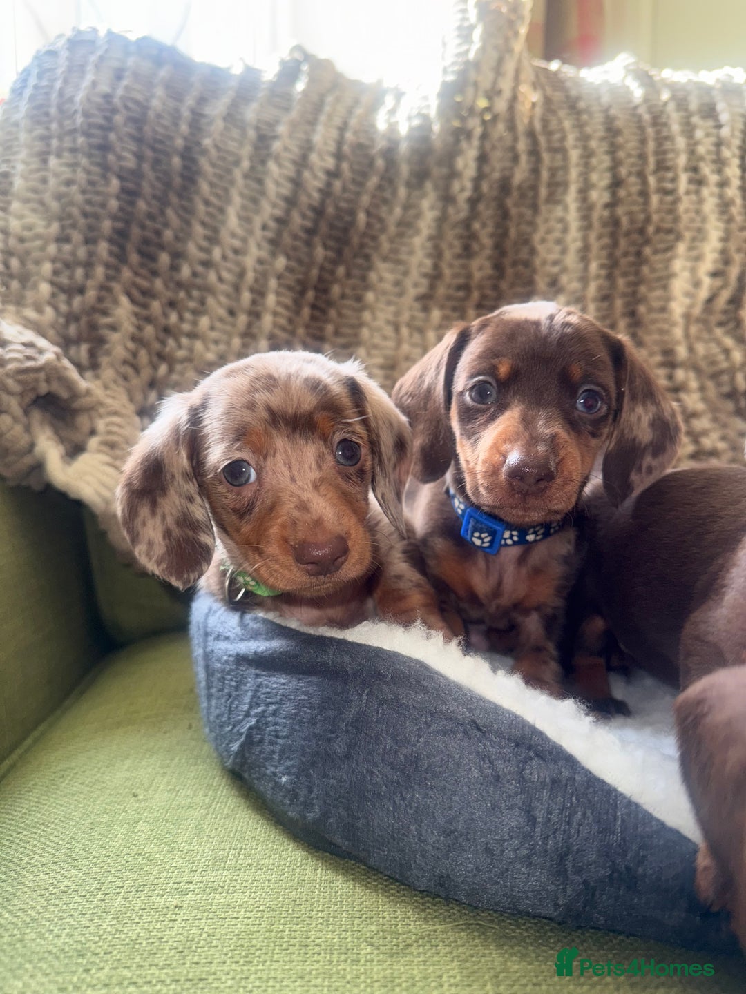 Miniature Dachshund dogs for sale: True miniature smooth coat dachshund puppies  - Image 4