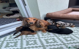Dachshund dogs for sale: KC Registered Quality Mini Dachshunds long hair  - Image 26