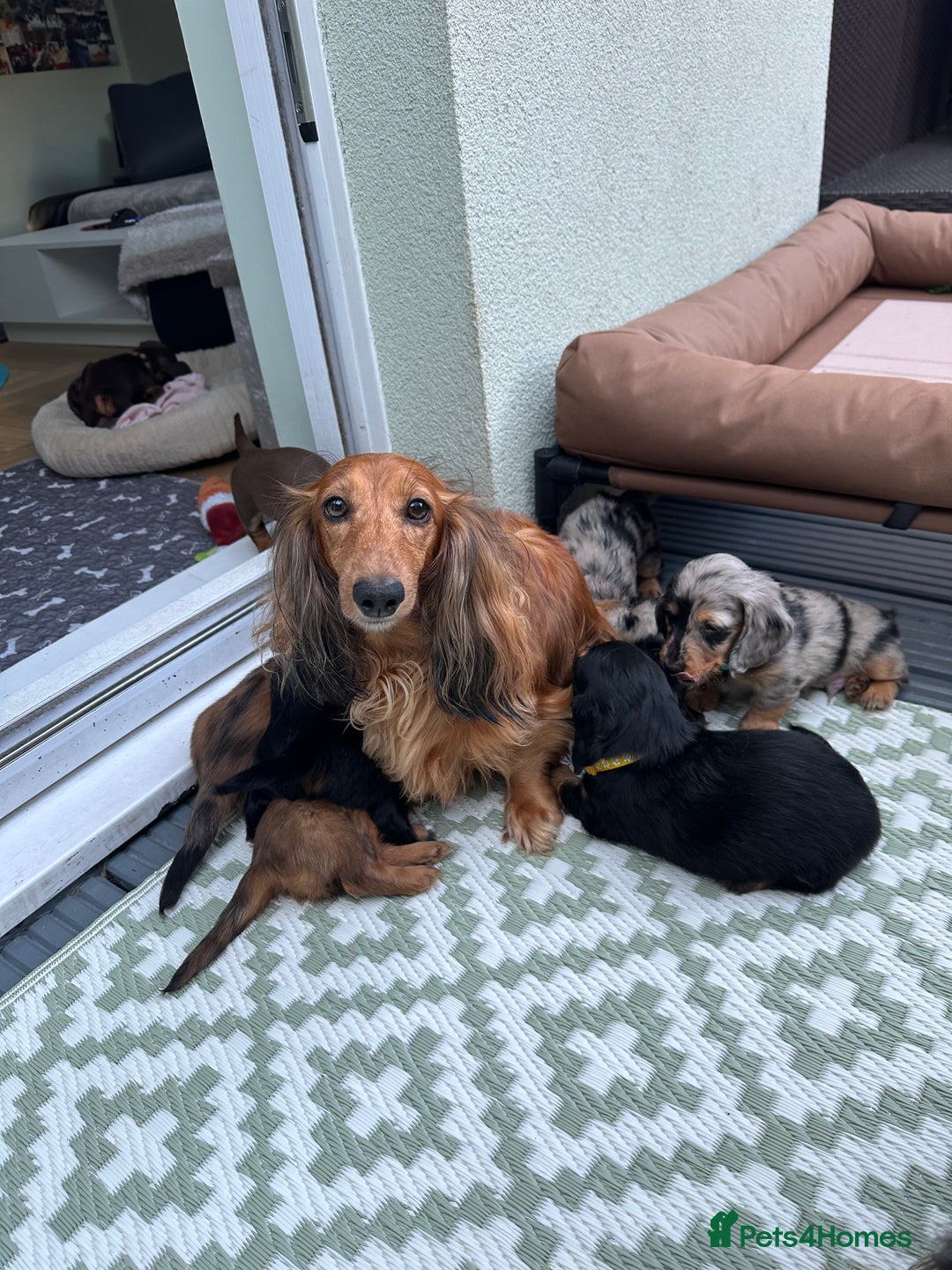 Dachshund dogs for sale: KC Registered Quality Mini Dachshunds long hair  - Image 26
