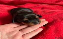 Dachshund dogs for sale: Standard Dachshund Puppies  - Image 10