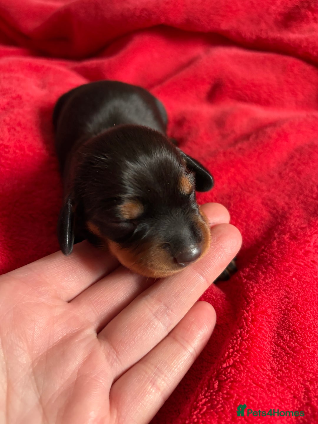 Dachshund dogs for sale: Standard Dachshund Puppies  - Image 10
