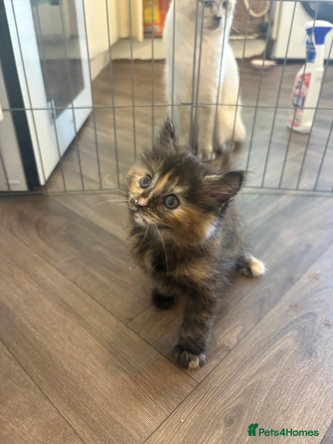 Mixed Breed cats for sale: Maine coon X Ragdoll  - Advert 5