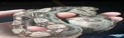 Boa Snake reptiles for sale: Hypo img and black eyed anery boas  in Runcorn - Advert 3