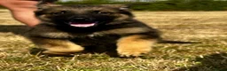 German Shepherd dogs for sale: Quality, Purebred, Large, Family Raised GSD Pups - Advert 22
