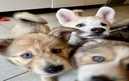 Pomsky dogs for sale: Adorable Blue Eyed 🐾 Long Eared Pomskies  - Image 26