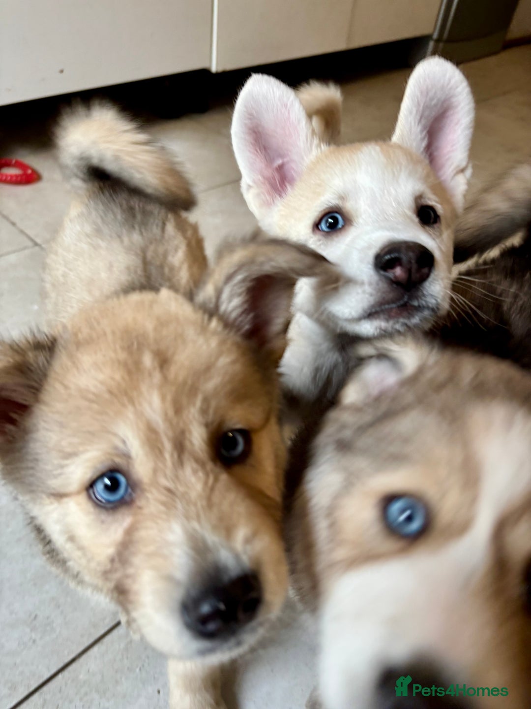 Pomsky dogs for sale: Adorable Blue Eyed 🐾 Long Eared Pomskies  - Image 26