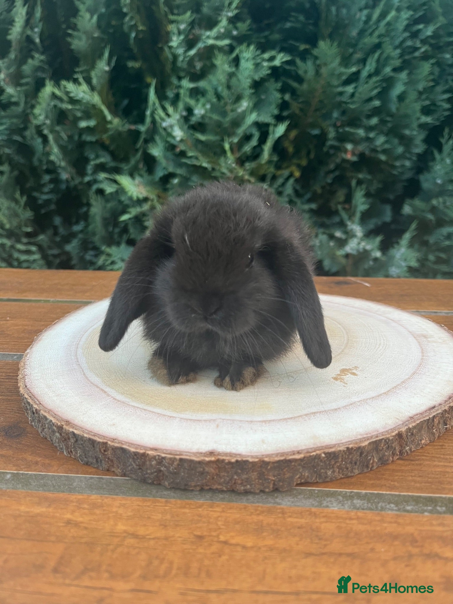 Mini Lop rabbits 🐰Pure Bred (7w old) Mini Lop Babies - Advert 2