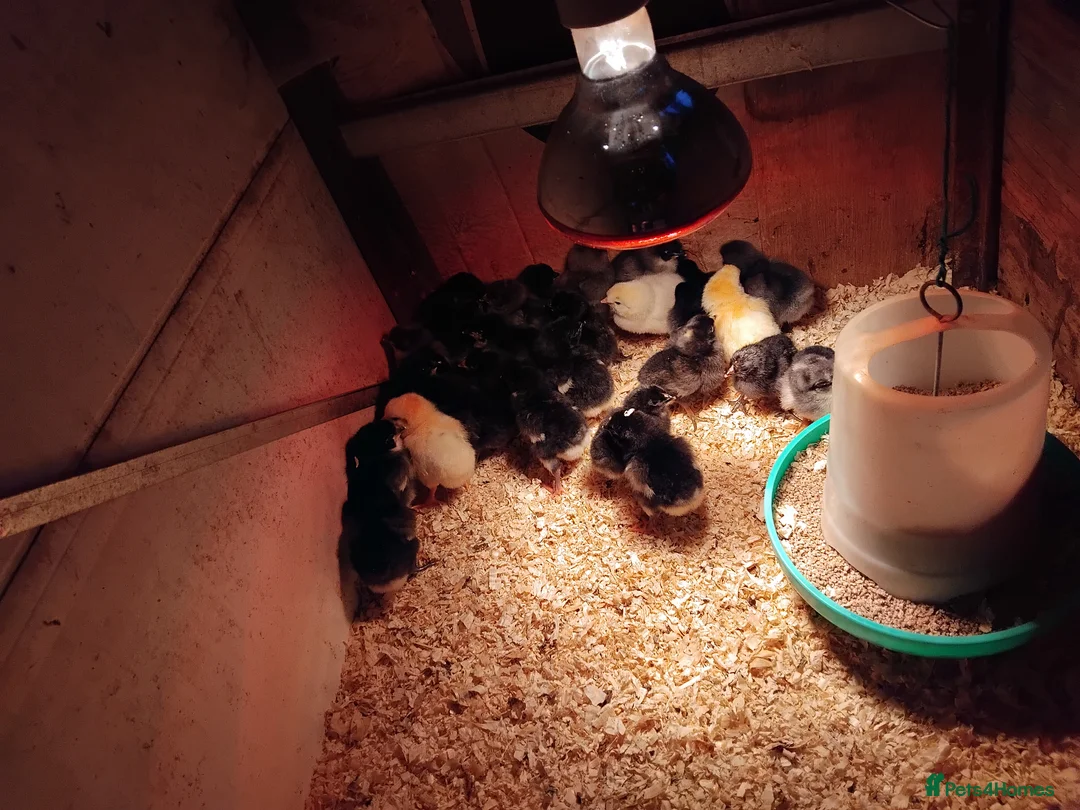 Chickens poultry for sale: Chicks - Advert 3