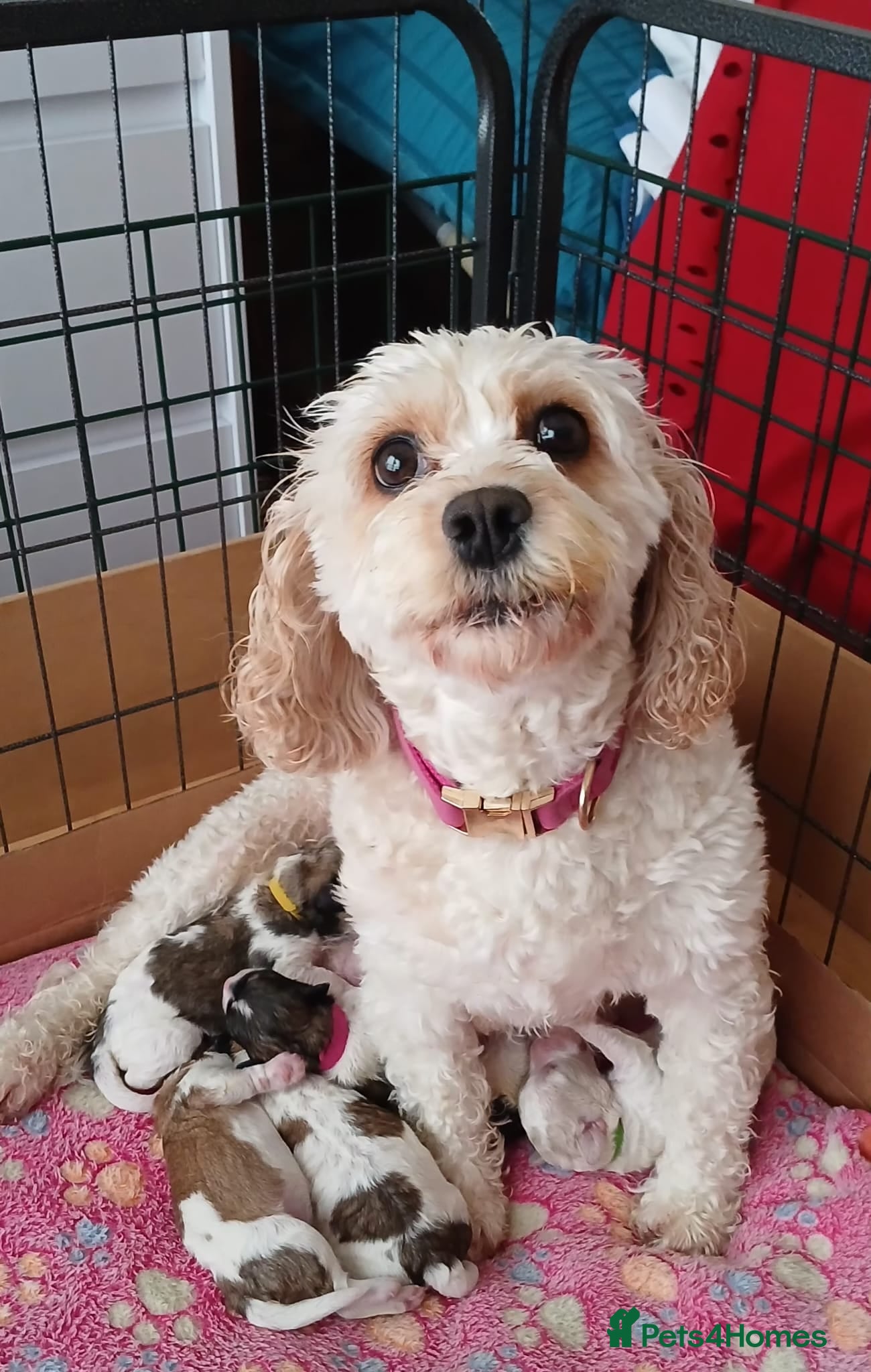 Cavachon dogs Cavachon Puppies - 4 Female, 1 Male - Advert 1