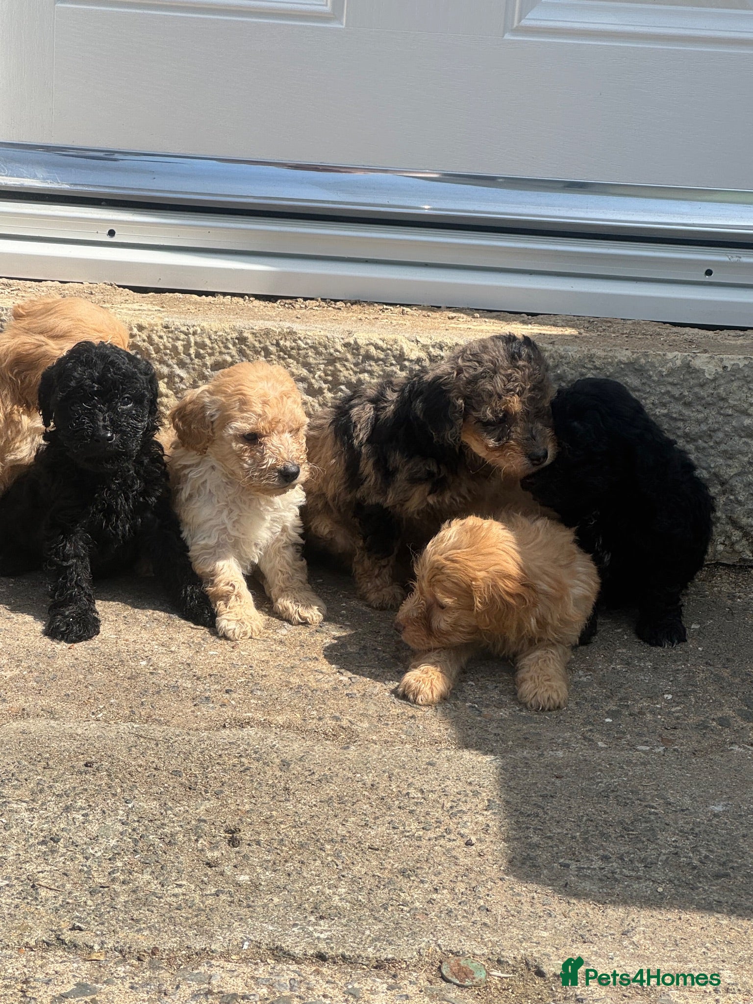 Yorkiepoo dogs Yourki poo  - Advert 4