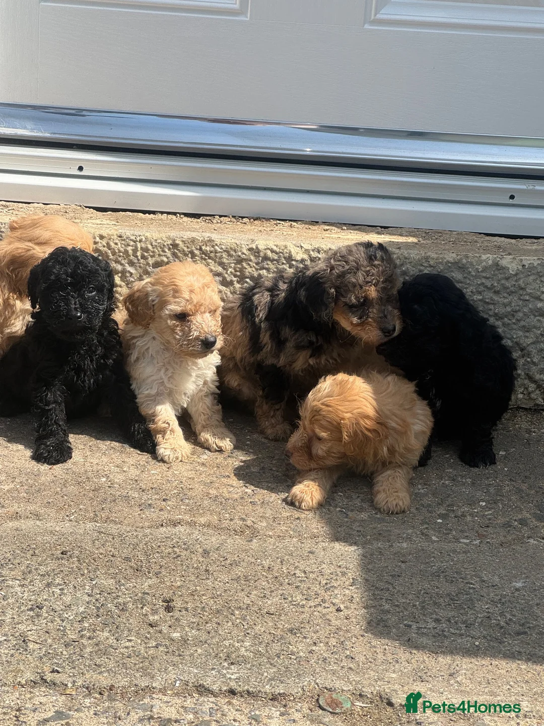 Yorkiepoo dogs for sale: Yourki poo  - Advert 2