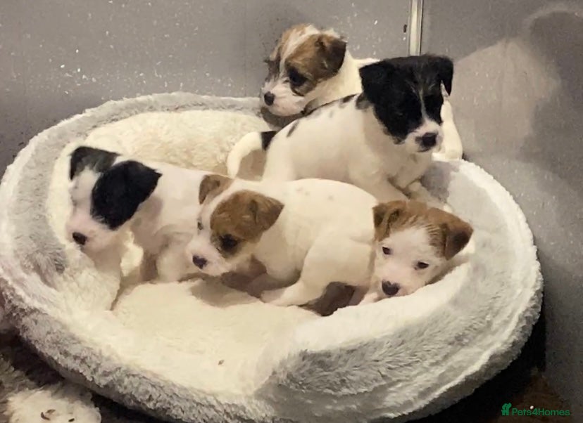 Parson Russell dogs Kc Champion Bred Parson Pups Crufts winning lines  - Advert 5