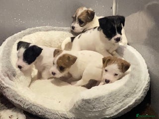 Parson Russell dogs Kc Champion Bred Parson Pups Crufts winning lines - Advert 1