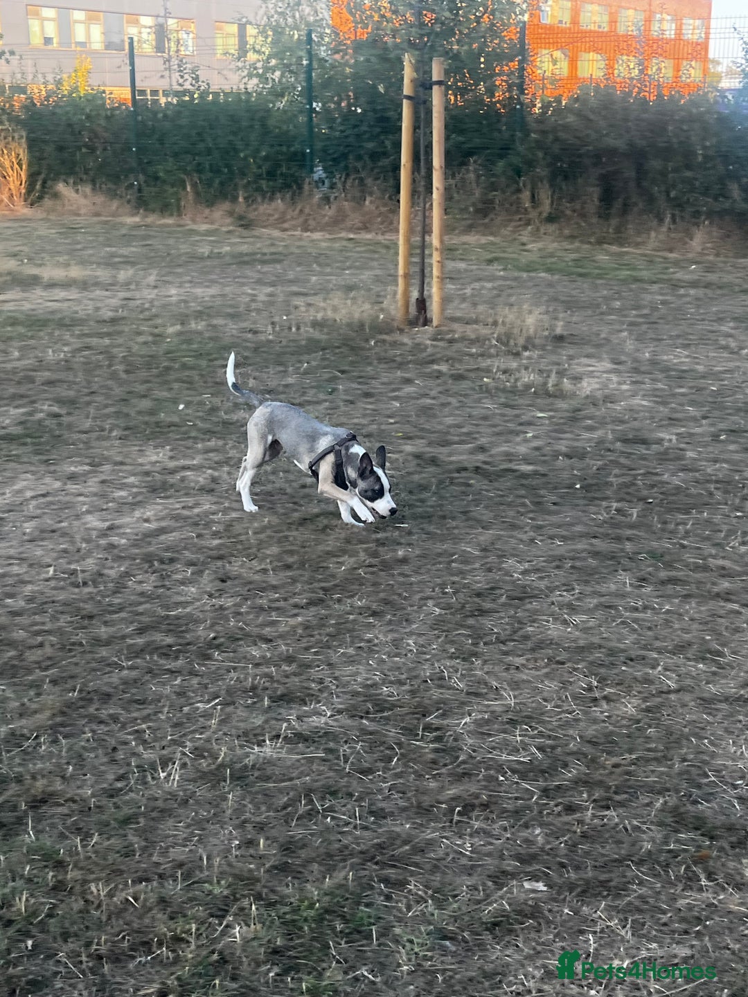 Mixed Breed dogs for sale: Dog for sale  - Image 4