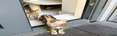 Bengal Kitten 4