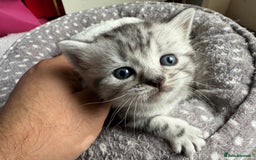 British Shorthair cats for sale: GCCF Rare Show Quality BSH Silver Tabby Kittens - Image 35