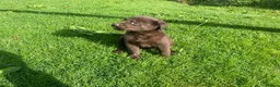 Borador dogs for sale: Lab x collie puppies  in Millom - Advert 6