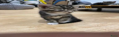 British Shorthair 3