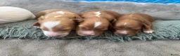 Cavapoo dogs for sale: Beautiful Cavapoo puppies  in King's Lynn - Advert 23