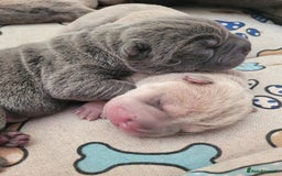 Shar Pei dogs for sale: Shar Pei Puppies - Image 11
