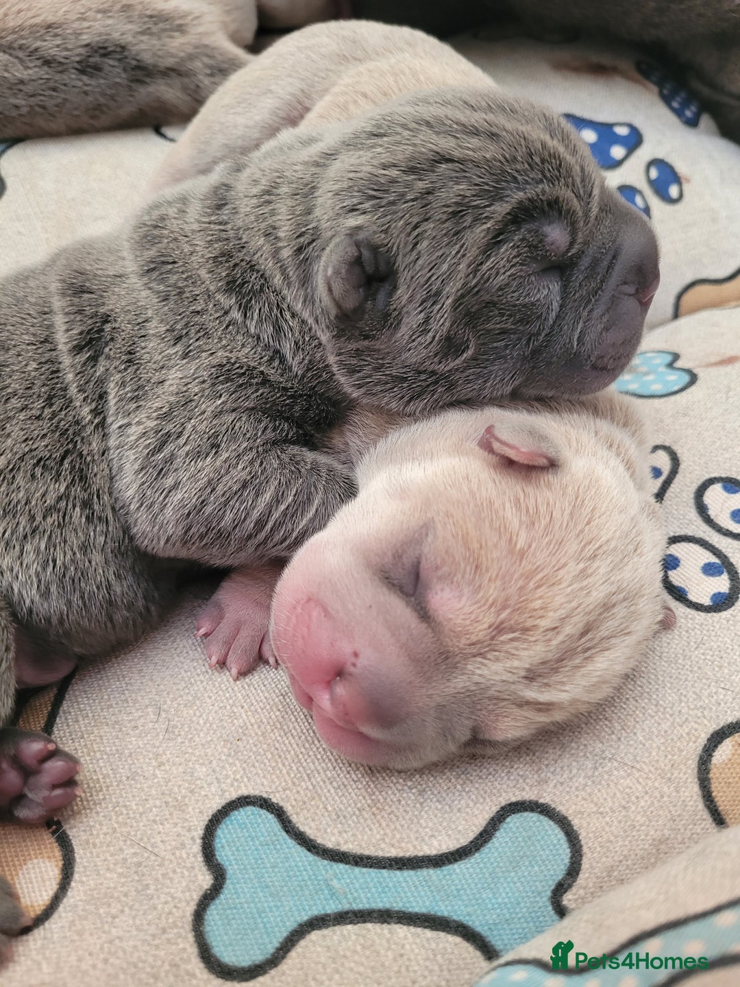 Shar Pei dogs for sale: Shar Pei Puppies - Image 11