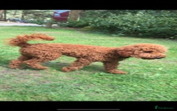 Miniature Poodle dogs for stud: Extensively Health Tested Deep Red Mini Poodle in Mansfield - Image 4
