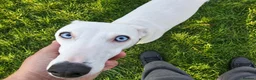 Lurcher dogs for sale: Absolutely stunning, deaf young lurcher in Barnsley - Advert 1